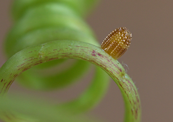 Gulf Fritillary egg